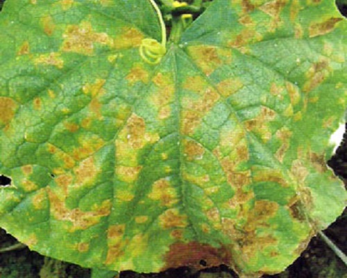 黃瓜紅粉病,水溶肥價(jià)格