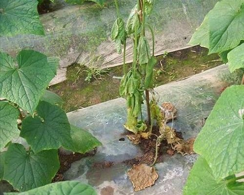 黃瓜菌核病,微生物菌劑與菌肥區(qū)別 黃瓜菌核病,微生物菌劑與菌肥區(qū)別