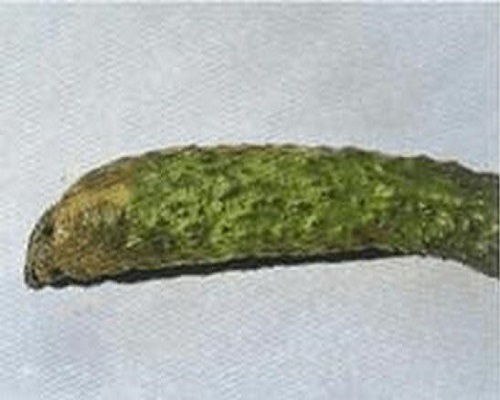 黃瓜軟腐病,大量元素水溶肥料100強 黃瓜軟腐病,大量元素水溶肥料100強