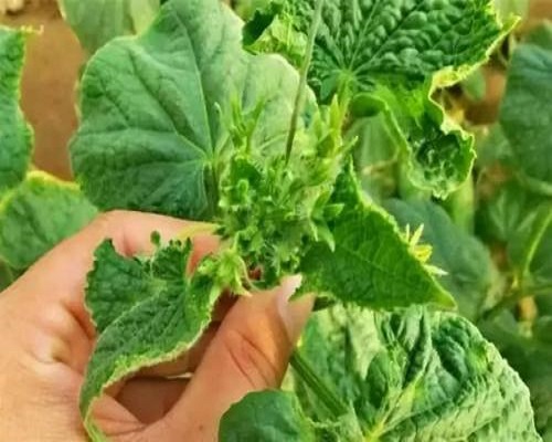 黃瓜花打頂,果樹葉面肥 黃瓜花打頂,果樹葉面肥