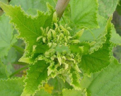黃瓜花打頂,大量元素水溶肥 黃瓜花打頂,大量元素水溶肥