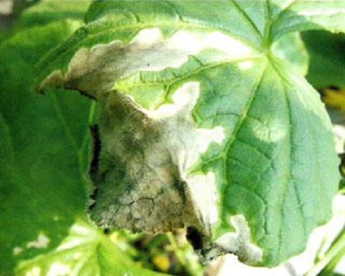 黃瓜氨氣為害,有機沖施肥