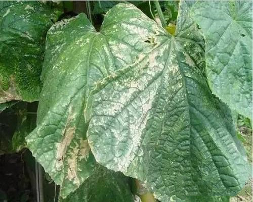 黃瓜二氧化硫?yàn)楹?水溶肥生產(chǎn)廠家