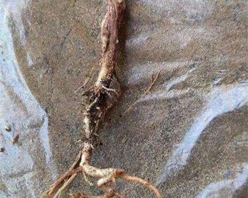 豇豆根腐病,水溶肥批發(fā)廠家 豇豆根腐病,水溶肥批發(fā)廠家