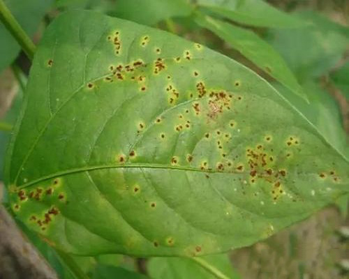 豇豆紅斑病,水溶肥料價(jià)格 豇豆紅斑病,水溶肥料價(jià)格