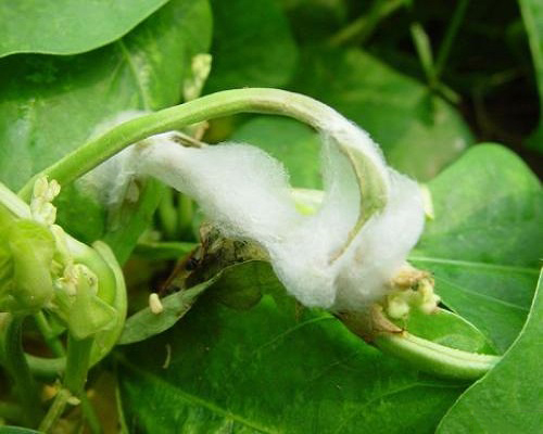 豇豆菌核病,水溶肥的價格