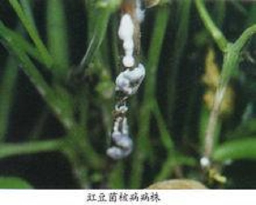 豇豆菌核病,沖施肥怎么用 豇豆菌核病,沖施肥怎么用