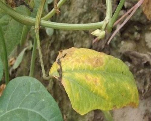 豇豆疫病,果樹(shù)沖施肥 豇豆疫病,果樹(shù)沖施肥