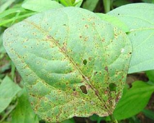 豇豆繡病,水溶肥料廠家 豇豆繡病,水溶肥料廠家