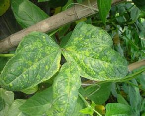 豇豆病毒病,沖施肥生產(chǎn)廠家