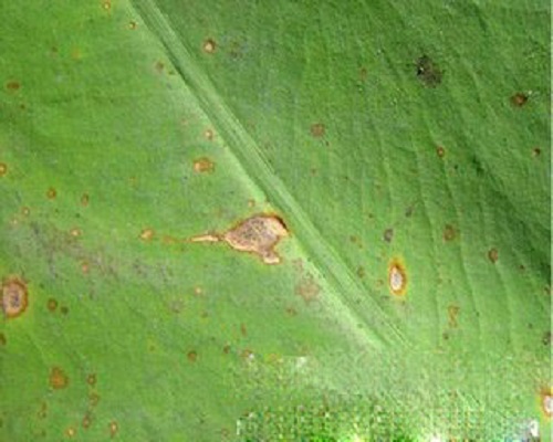 芋細菌性斑點病,葉面肥價格