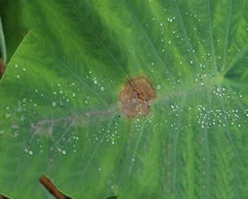 芋細菌性斑點病,蔬菜沖施肥