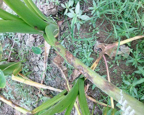 芋細菌性斑點病,水溶肥廠家供應(yīng)水溶肥 芋細菌性斑點病,水溶肥廠家供應(yīng)水溶肥