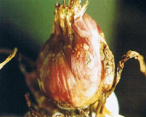 百合細(xì)菌性軟腐病,水溶肥十大名牌