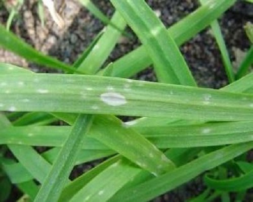 韭菜灰霉病,水溶肥價格