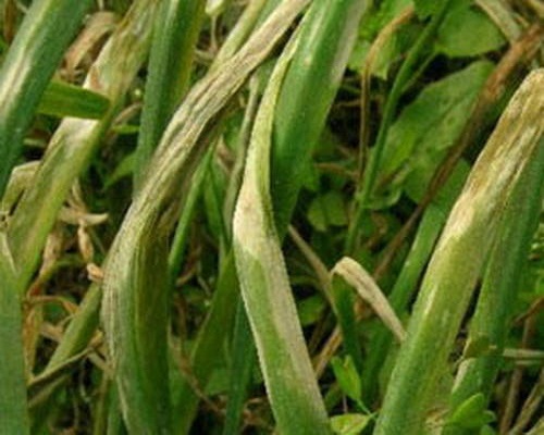 韭菜莖枯病,有機水溶肥