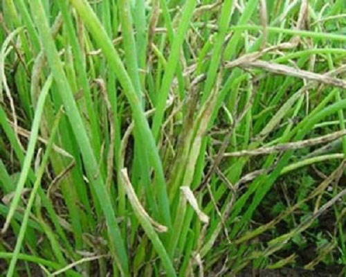 蔥疫病,水溶肥料 蔥疫病,水溶肥料