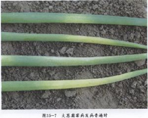 蔥霜霉病,大量元素水溶肥 蔥霜霉病,大量元素水溶肥