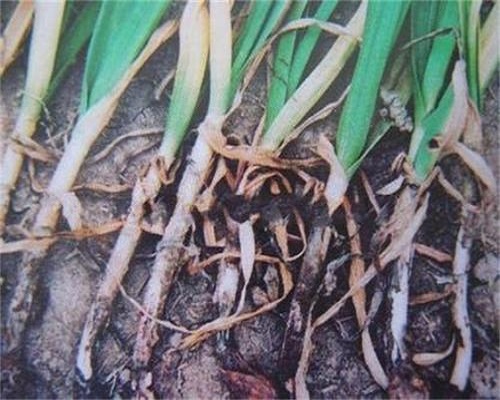 蔥小菌核病,水溶肥廠家供應(yīng)水溶肥