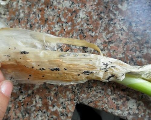 蔥小菌核病,大蔥葉面肥 蔥小菌核病,大蔥葉面肥