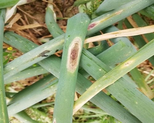 蔥黑斑病,大量元素水溶肥料100強(qiáng) 蔥黑斑病,大量元素水溶肥料100強(qiáng)