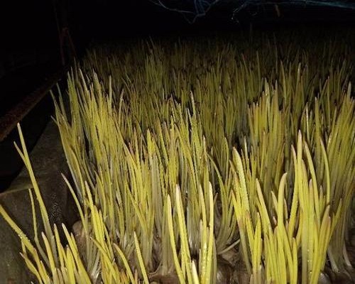 蔥黃矮病,葉面施肥 蔥黃矮病,葉面施肥