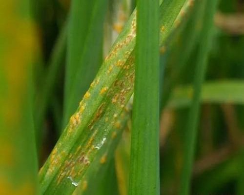 大蒜繡病,水溶肥料廠家批發(fā) 大蒜繡病,水溶肥料廠家批發(fā)