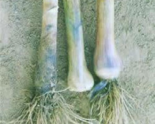 大蒜白腐病,大量元素水溶肥標準