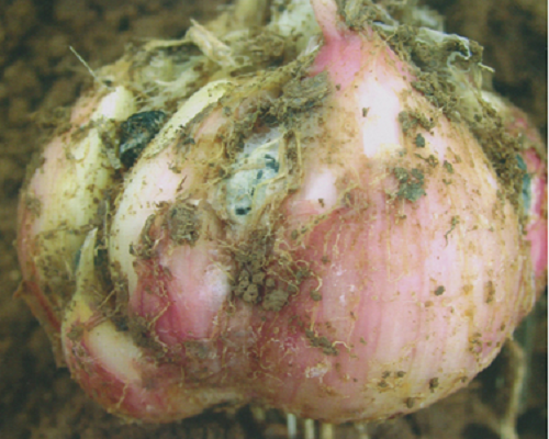 大蒜菌核病,高鉀水溶肥批發(fā)
