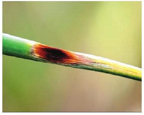 大蒜紫斑病,什么沖施肥最好 大蒜紫斑病,什么沖施肥最好