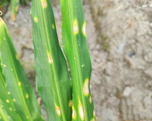 姜炭疽病,水溶肥料廠(chǎng)家 姜炭疽病,水溶肥料廠(chǎng)家