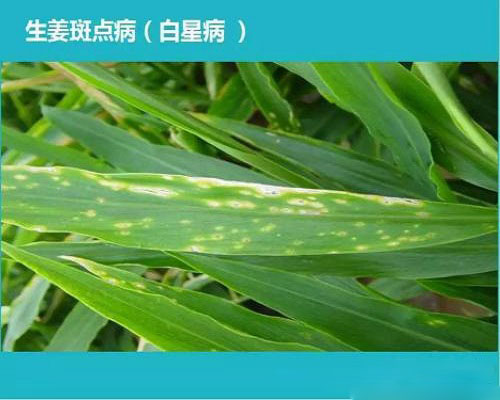 姜斑點(diǎn)病,滴灌專用肥 姜斑點(diǎn)病,滴灌專用肥