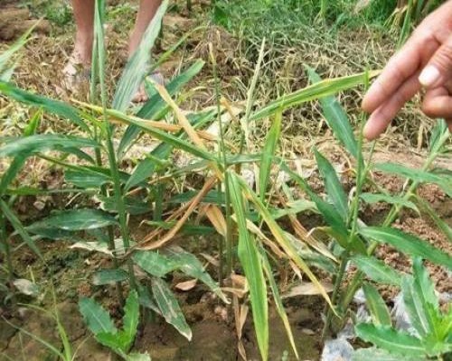姜花葉病毒病,蔬菜沖施肥 姜花葉病毒病,蔬菜沖施肥