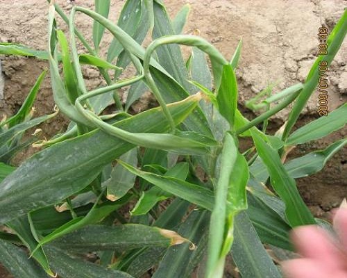 姜卷葉病,葉面肥噴施注意事項