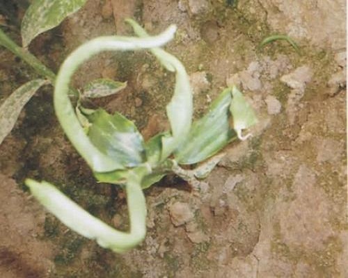 姜卷葉病,微生物菌劑水溶肥 姜卷葉病,微生物菌劑水溶肥