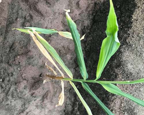 姜細(xì)菌性爛心病,水溶肥廠家供應(yīng)水溶肥