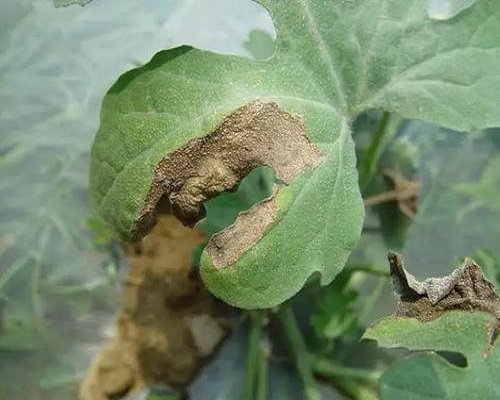 西瓜蔓枯病,大量元素水溶肥料標準 西瓜蔓枯病,大量元素水溶肥料標準