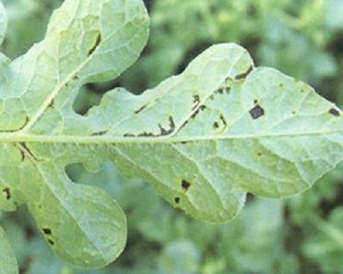 西瓜細(xì)菌性角斑病,果樹(shù)葉面肥