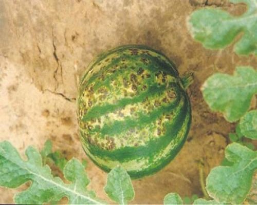 西瓜細(xì)菌性角斑病,水溶肥哪個(gè)牌子好