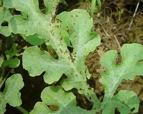 西瓜細(xì)菌性角斑病,大量元素水溶肥料100強(qiáng) 西瓜細(xì)菌性角斑病,大量元素水溶肥料100強(qiáng)