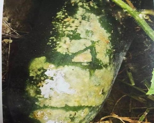 西瓜細(xì)菌性軟腐病,靠譜的水溶肥廠家