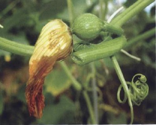 西瓜花腐病,有機(jī)水溶肥
