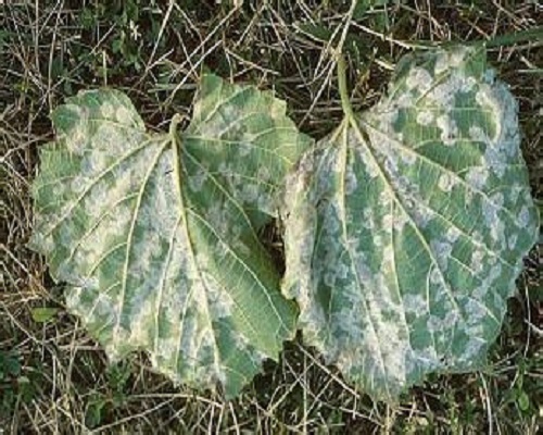 甜瓜霜霉病,葉面肥噴施注意事項(xiàng)