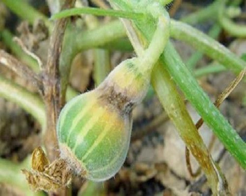 甜瓜蔓枯病,微生物菌劑水溶肥
