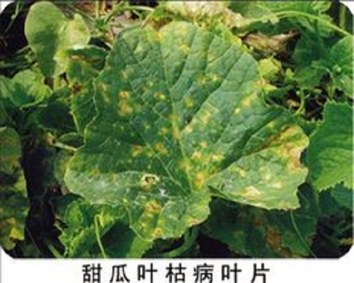 甜瓜葉枯病,有機水溶肥