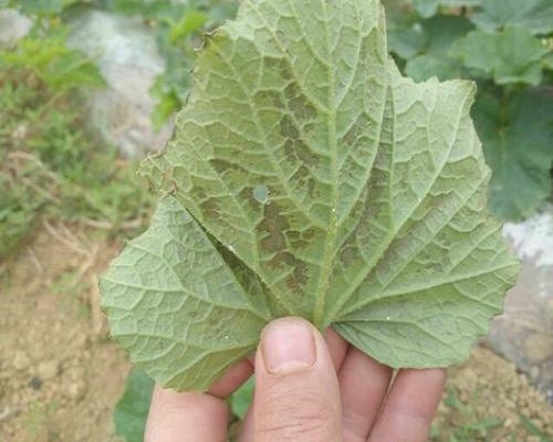 甜瓜葉枯病,有機沖施肥 甜瓜葉枯病,有機沖施肥