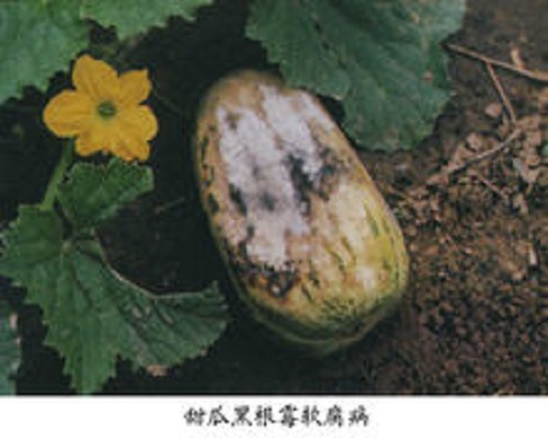 甜瓜棉腐病,有機(jī)水溶肥