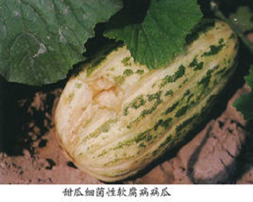 甜瓜棉腐病,水溶肥生產(chǎn)廠家 甜瓜棉腐病,水溶肥生產(chǎn)廠家