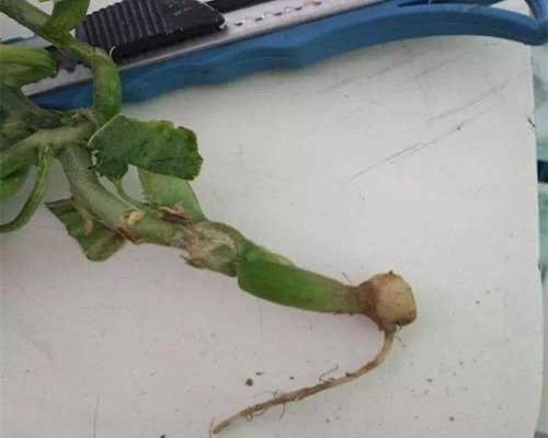 甜瓜根莖癌腫病,葉面肥廠家 甜瓜根莖癌腫病,葉面肥廠家