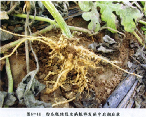 甜瓜根結線蟲病,進口沖施肥